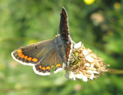 Brwon Argus Butterfly